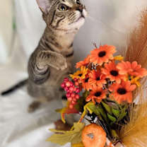 Thumbnail photo of Neville #1