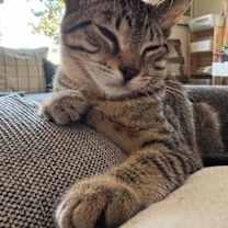 Thumbnail photo of Neville #4