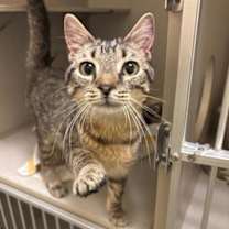 Thumbnail photo of Keebler #1