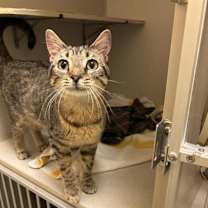 Thumbnail photo of Keebler #2