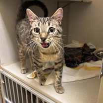 Thumbnail photo of Keebler #3