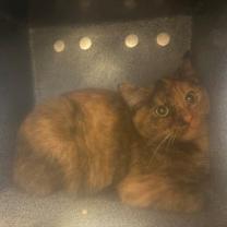 Thumbnail photo of Cubed Ice #2