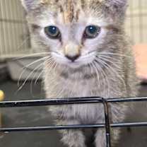 Thumbnail photo of Moana #2