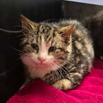 Thumbnail photo of MUGGER #2