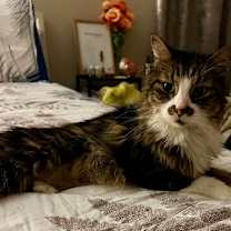 Thumbnail photo of Mordecai #3