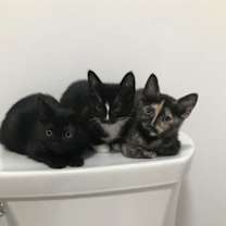 Thumbnail photo of Cedar #2