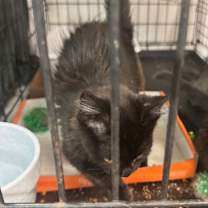 Thumbnail photo of 0925-207 Ms. Rho #2