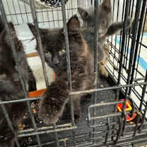 Thumbnail photo of 0925-207 Ms. Rho #3