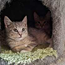 Thumbnail photo of Bennie #1