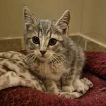 Thumbnail photo of Bennie #2