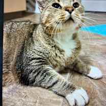 Thumbnail photo of Jasper #3