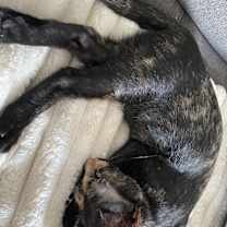 Thumbnail photo of Lucky #1