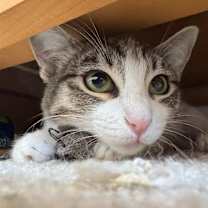 Thumbnail photo of Morro #1