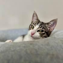 Thumbnail photo of Morro #4