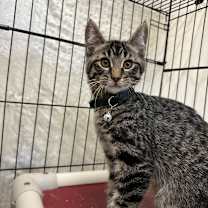 Thumbnail photo of Garlic #2