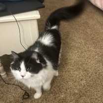 Thumbnail photo of Sissy #2