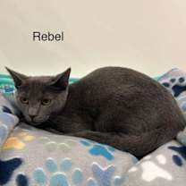 Thumbnail photo of Rebel #4