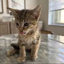 Thumbnail photo of Chloe #4