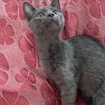 Thumbnail photo of Wobbly #3