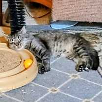 Thumbnail photo of Essie #2