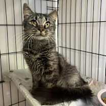 Thumbnail photo of Essie #3