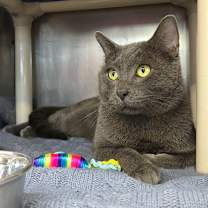 Thumbnail photo of Saag Paneer #1