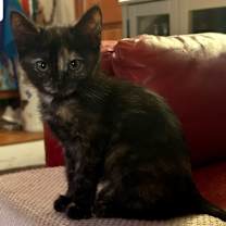 Thumbnail photo of Speckles (C000-605) - Costa Mesa #1