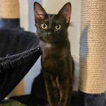 Thumbnail photo of Missy #1