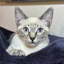 Thumbnail photo of Oakley #1