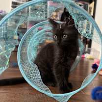 Thumbnail photo of Missy #4