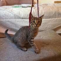 Thumbnail photo of Chase #3