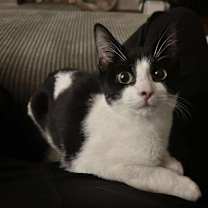 Thumbnail photo of Hickory #1