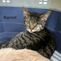 Thumbnail photo of Sesame Kitties : Kermit #1