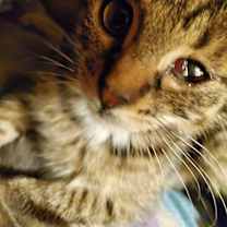 Thumbnail photo of Sesame Kitties : Kermit #2