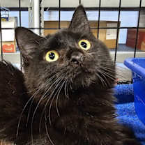 Thumbnail photo of Arlington #1