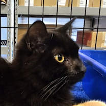 Thumbnail photo of Arlington #2