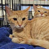 Thumbnail photo of Tarragon #1