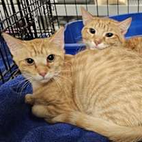 Thumbnail photo of Tarragon #2