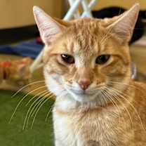 Thumbnail photo of Fennel #3