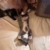 Thumbnail photo of Souffle #4