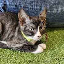 Thumbnail photo of Crepe #3