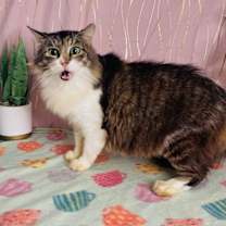 Thumbnail photo of Lola #2