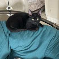 Thumbnail photo of Stimpy #1