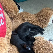 Thumbnail photo of Stimpy #2