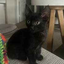 Thumbnail photo of Stimpy #4