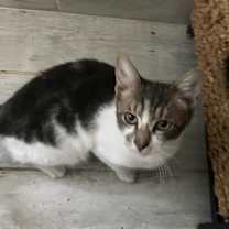 Thumbnail photo of Corazon #4