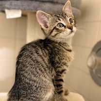 Thumbnail photo of Sir Milo #1