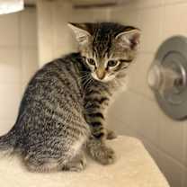 Thumbnail photo of Sir Milo #2