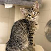 Thumbnail photo of Sir Milo #3