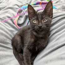 Thumbnail photo of Colin #3